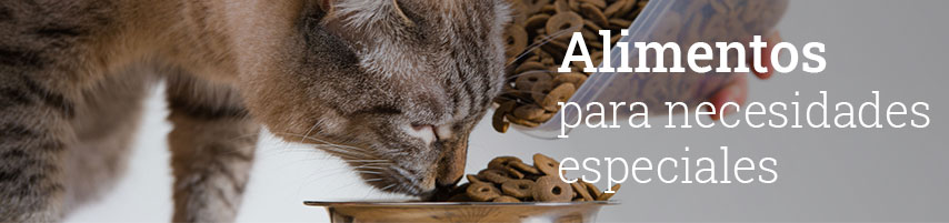 Gatos subcat alimentos necesidades especiales